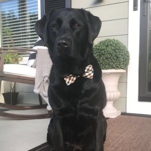 Meet your Posher, Abby